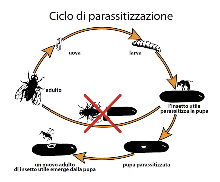 lotta biologica Badi Farm